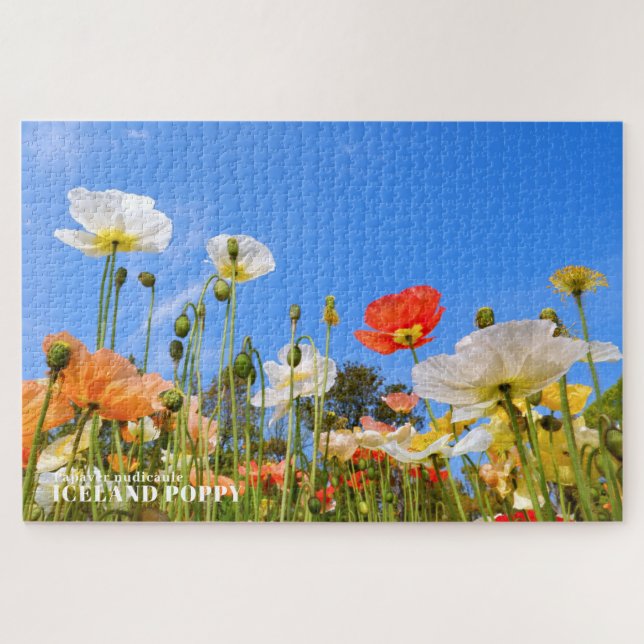 Iceland Poppy Jigsaw Puzzle (Horizontal)