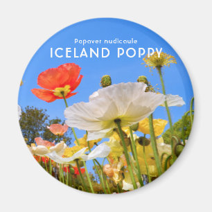 Iceland Poppy Magnet