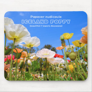 Iceland Poppy Mouse Pad