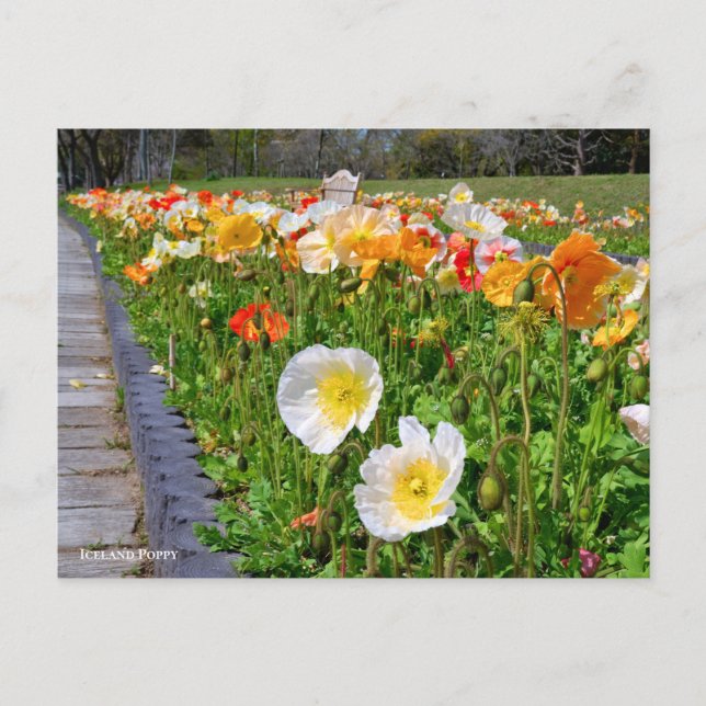 Iceland Poppy Postcard (Front)