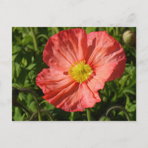 Iceland Poppy Postcard