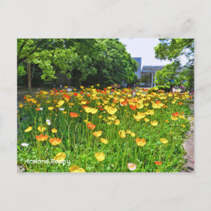 Iceland Poppy [Postcard] ポストカード Postcard