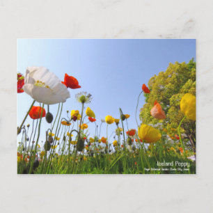Iceland Poppy:Postcard Postcard