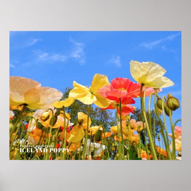 Iceland Poppy Poster (Front)