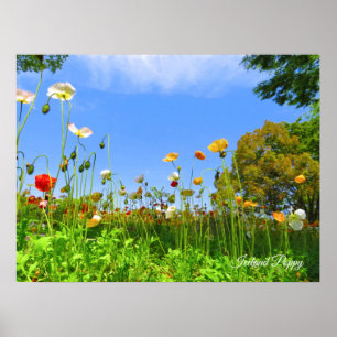 Iceland Poppy [Poster] ポスター Poster