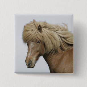 Iceland. Portrait of an Icelandic horse. 15 Cm Square Badge