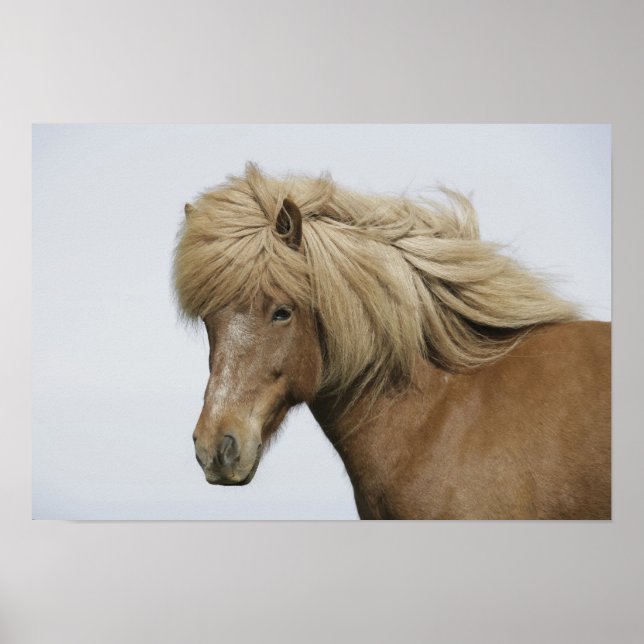 Iceland. Portrait of an Icelandic horse. Poster (Front)