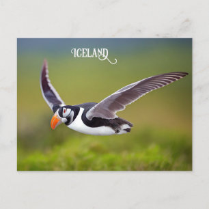 Iceland Puffin Postcard