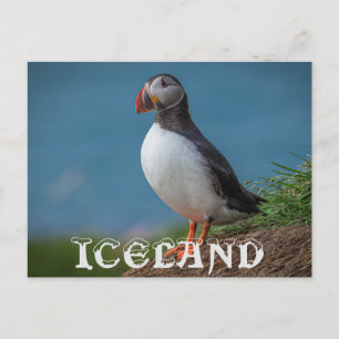ICELAND PUFFIN POSTCARD