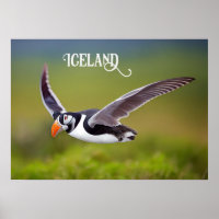 Iceland Puffin