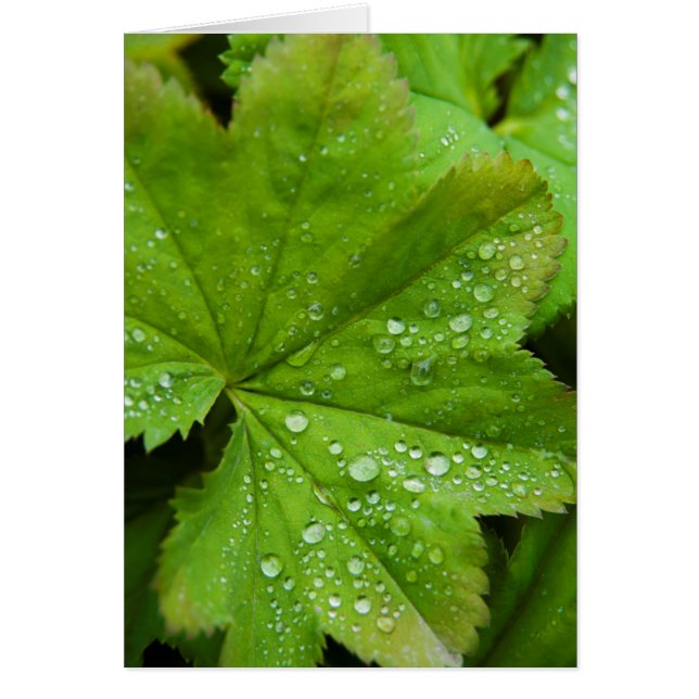 Iceland. South Region. Gullfoss (Front)