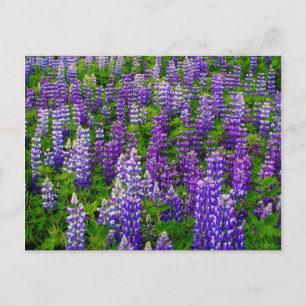 Iceland. Vik i Myrdal. Field of Lupines Postcard