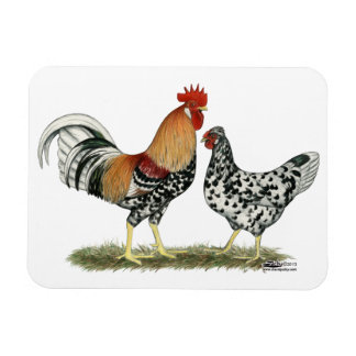 Icelandic Chickens Magnet