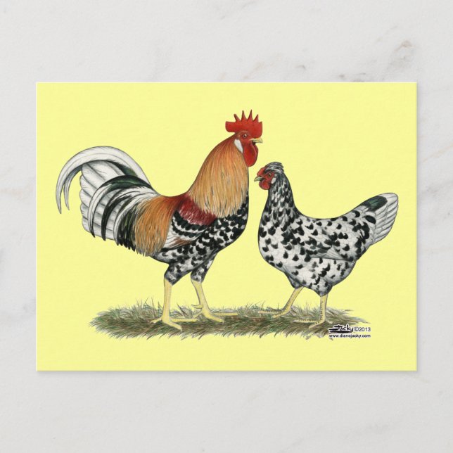 Icelandic Chickens Postcard (Front)