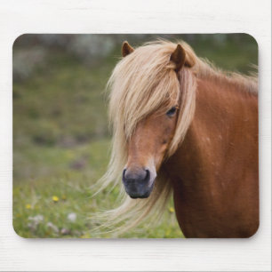 Icelandic Foal Mouse Pad