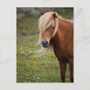 Icelandic Foal Postcard