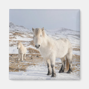 Icelandic Horse Blonduos, Iceland Magnet