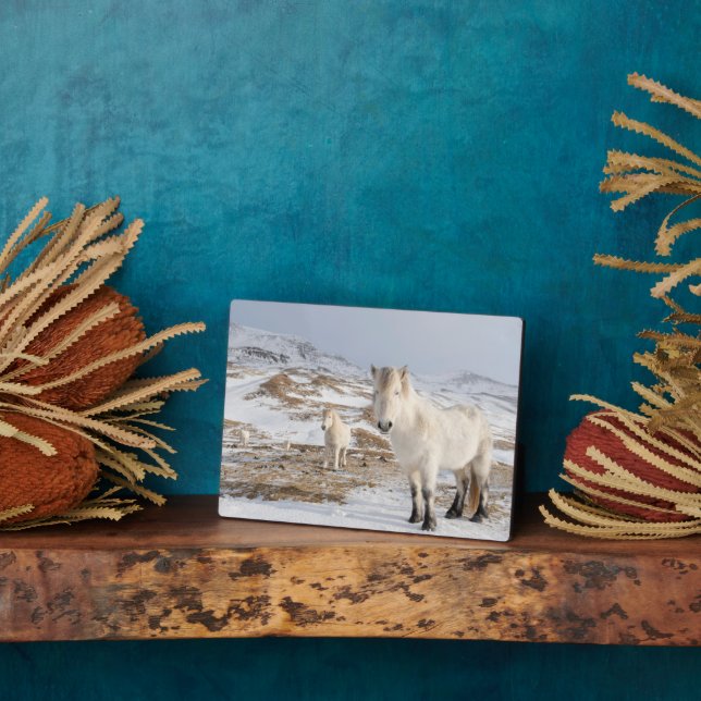 Icelandic Horse | Blonduos, Iceland Plaque (Side)