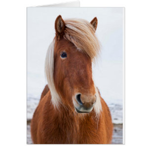 Icelandic Horse during winter