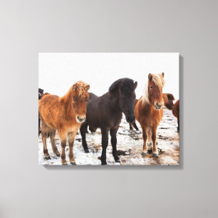 Icelandic Horse During Winter Iceland Canvas Print