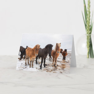 Icelandic Horse During Winter Iceland Card