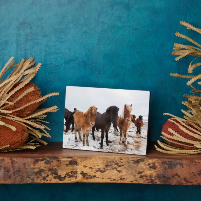 Icelandic Horse During Winter Iceland Plaque (Side)