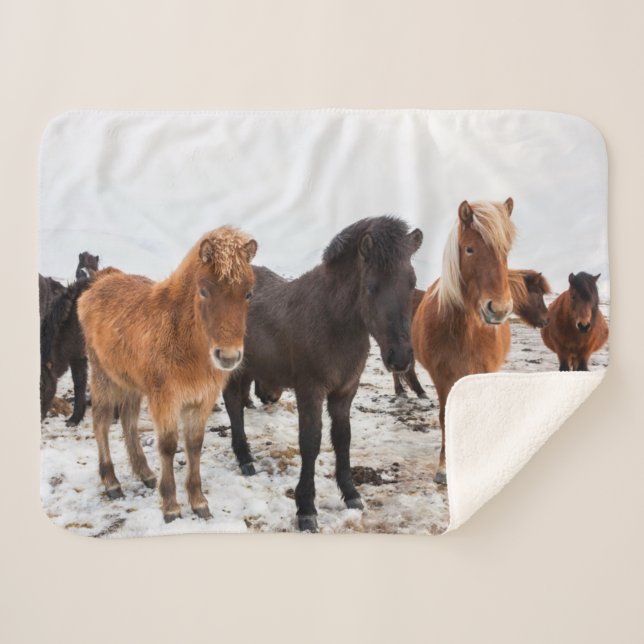 Icelandic Horse During Winter Iceland Sherpa Blanket (Front (Horizontal))