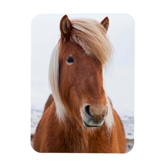 Icelandic Horse during winter Magnet (Vertical)