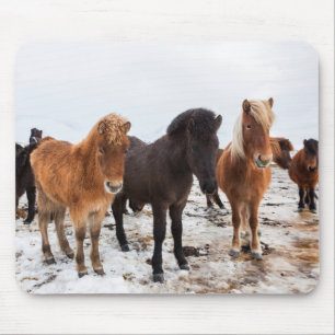 Icelandic Horse during winter on Iceland Mouse Pad