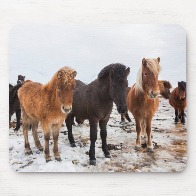Icelandic Horse during winter on Iceland Mouse Pad (Front)
