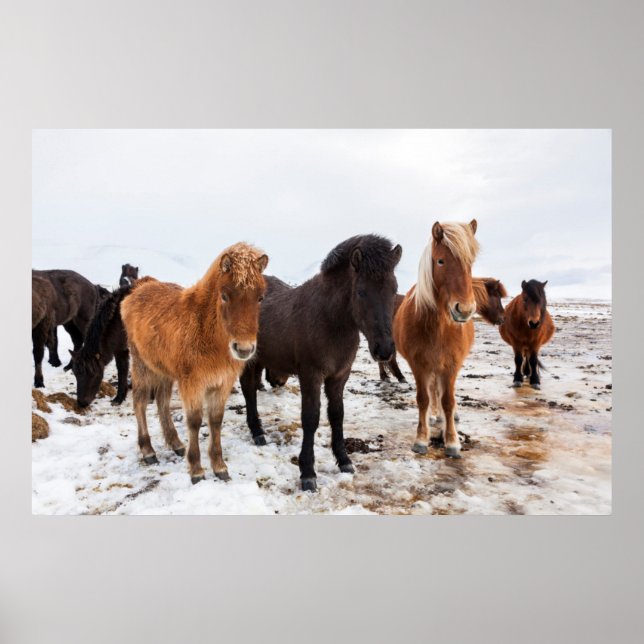 Icelandic Horse during winter on Iceland Poster (Front)