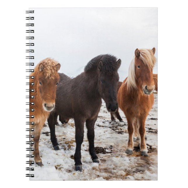 Icelandic Horse during winter on Iceland Spiral Notebook (Front)