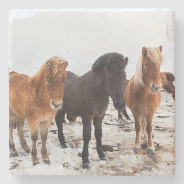 Icelandic Horse during winter on Iceland Stone Coaster (Front)