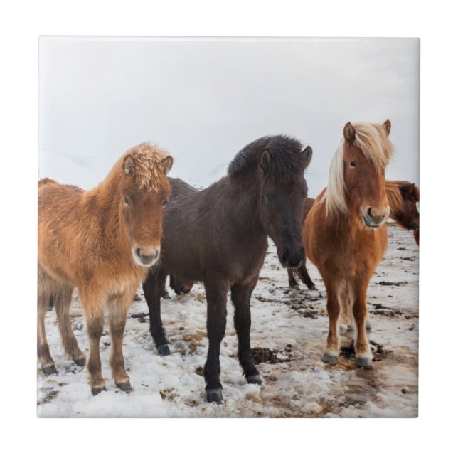 Icelandic Horse during winter on Iceland Tile (Front)