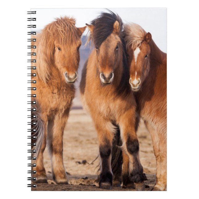 Icelandic Horse during winter Spiral Notebook (Front)