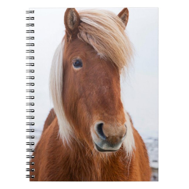 Icelandic Horse during winter Spiral Notebook (Front)