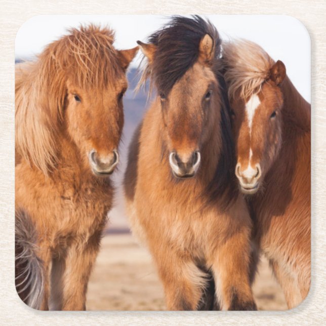 Icelandic Horse during winter Square Paper Coaster (Front)