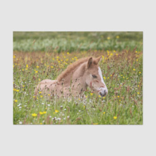 Icelandic Horse Foal Tissue Paper