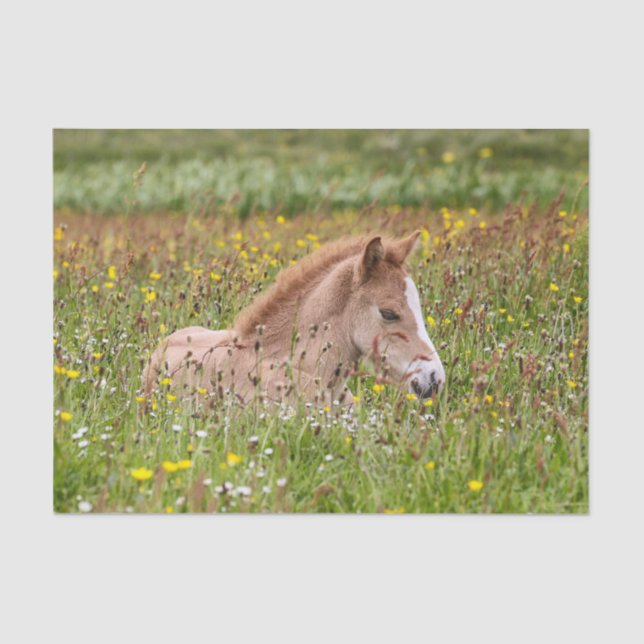 Icelandic Horse Foal Tissue Paper (Front)