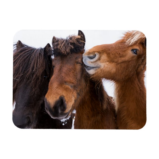 Icelandic Horse Friends, Iceland Magnet (Horizontal)