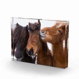 Icelandic Horse Friends, Iceland Photo Block
