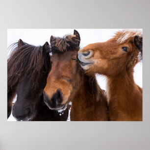 Icelandic Horse friends, Iceland Poster
