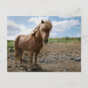 Icelandic Horse II Postcard