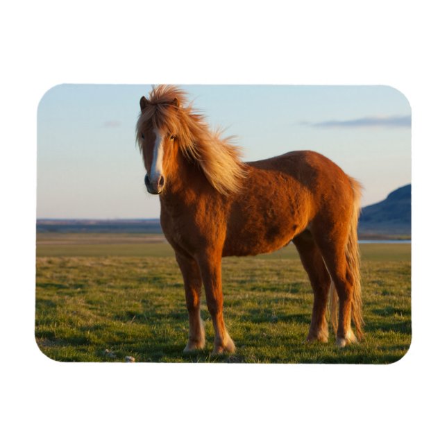 Icelandic Horse in Sunset Light Magnet (Horizontal)
