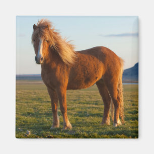 Icelandic Horse in Sunset Light Magnet