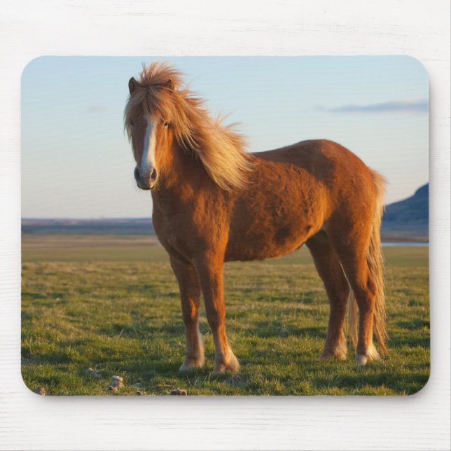 Icelandic Horse in Sunset Light Mouse Pad (Front)