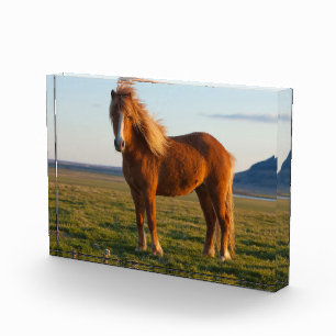Icelandic Horse in Sunset Light Photo Block