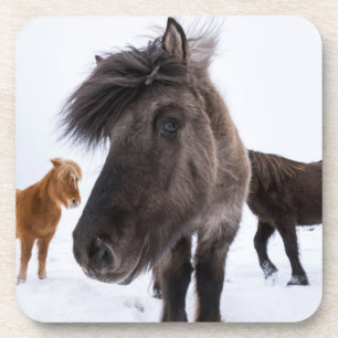 Icelandic Horse portrait, Iceland Coaster