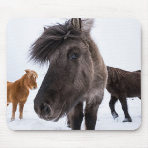 Icelandic Horse portrait, Iceland Mouse Pad