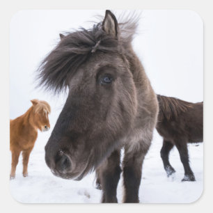 Icelandic Horse portrait, Iceland Square Sticker
